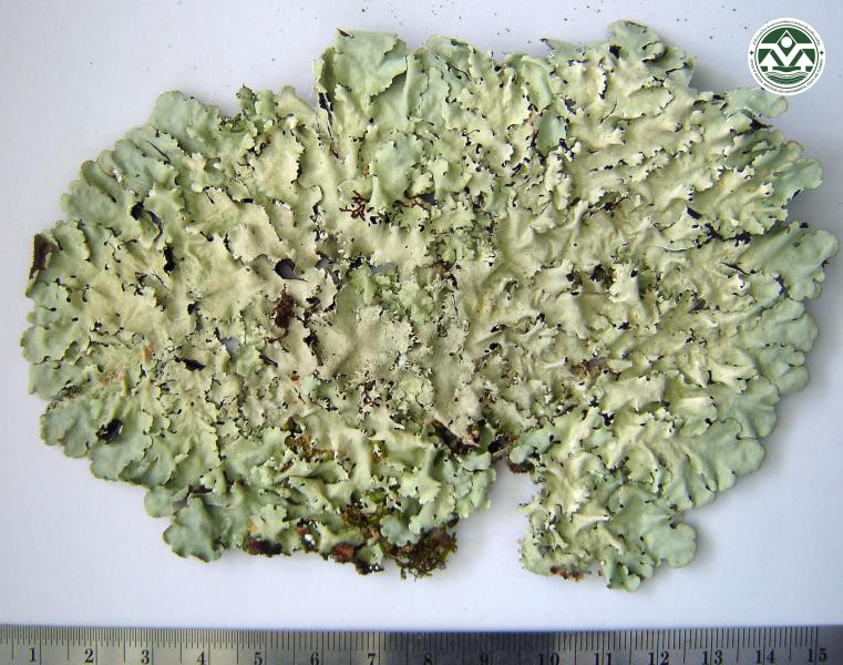 Hypotrachyna costaricensis