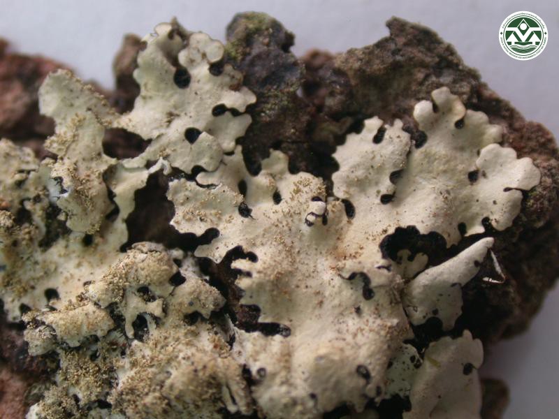 Hypotrachyna crenata