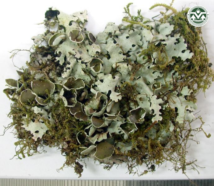 Hypotrachyna ducalis