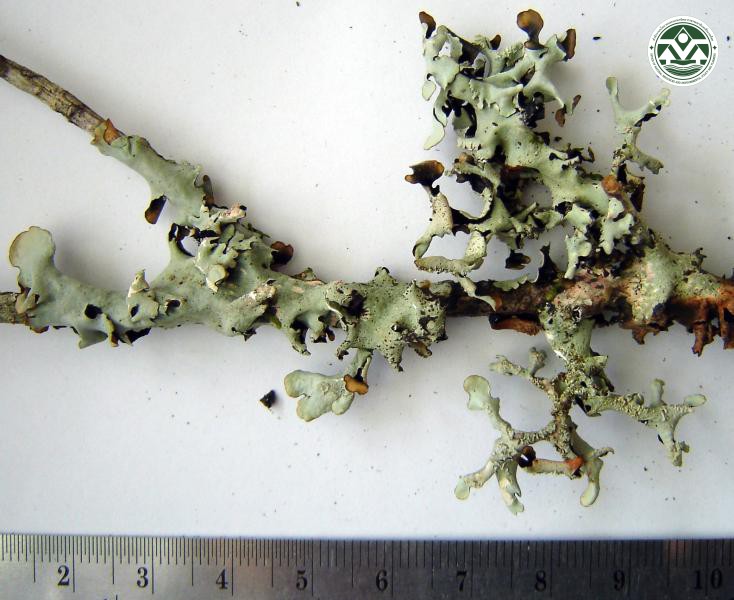 Hypotrachyna kingii