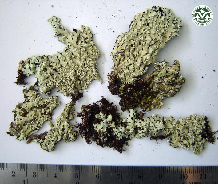 Hypotrachyna osseoalba
