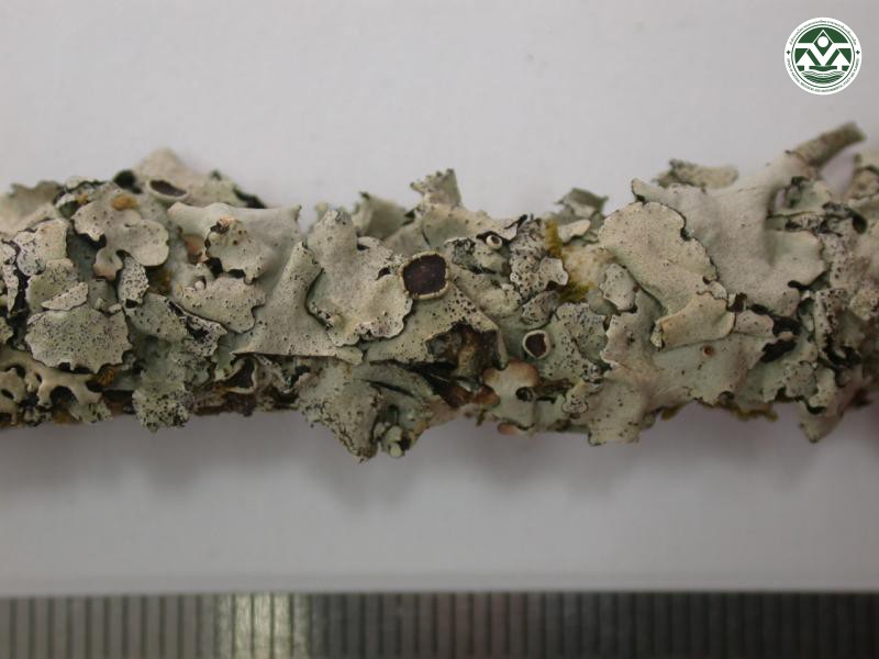 Hypotrachyna sublaevigata