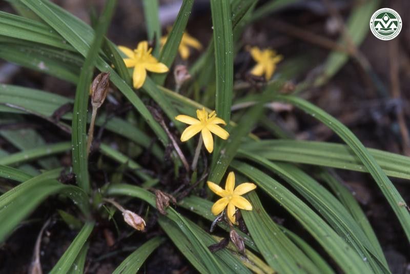 Hypoxis aurea