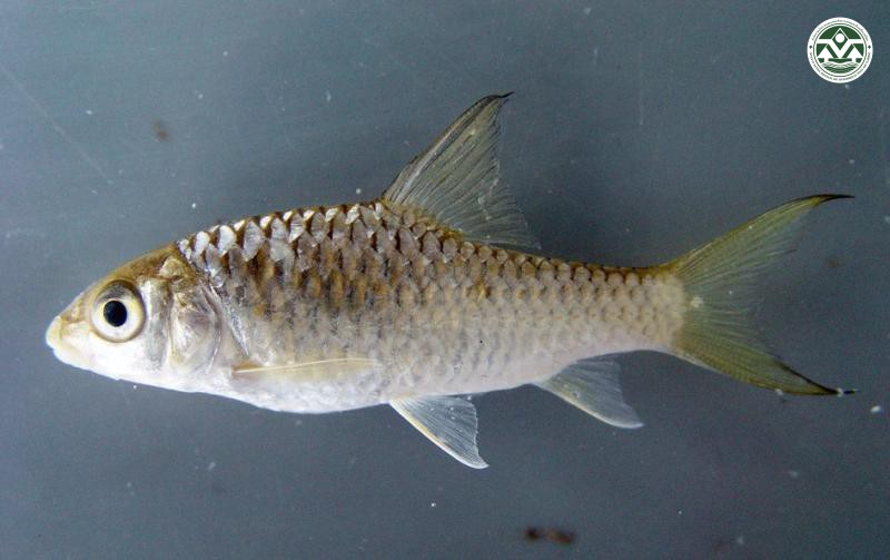 Hypsibarbus vernayi