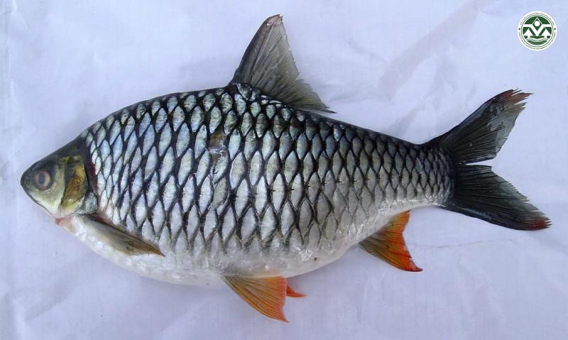 Hypsibarbus wetmorei