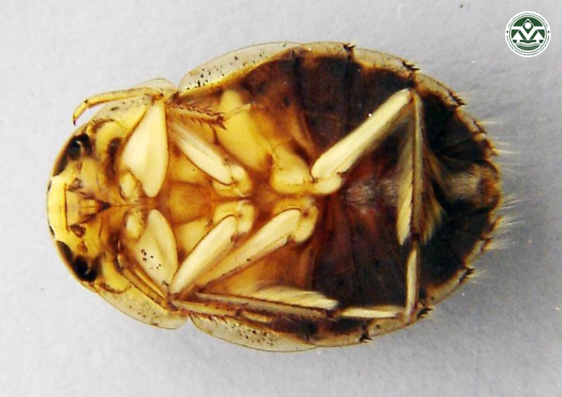 Ilyocoris cimicoides