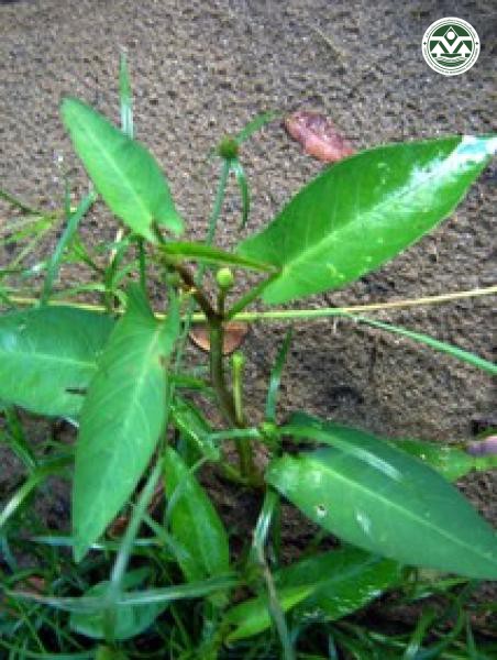 Ipomoea aquatica