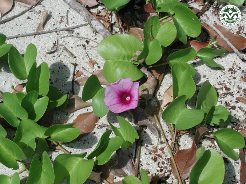 Ipomoea pes-caprae