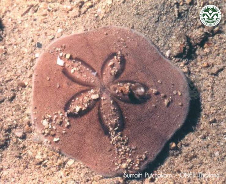 Clypeaster humilis