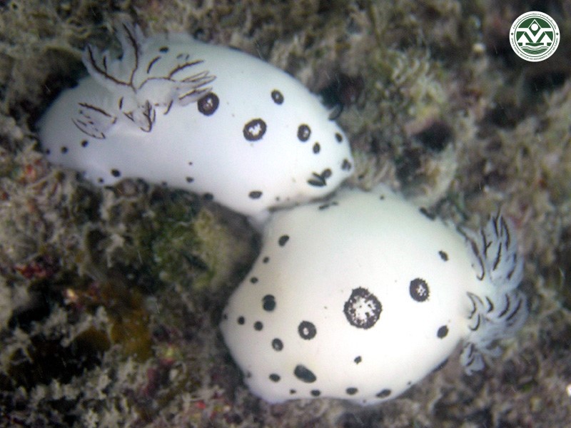 Jorunna funebris