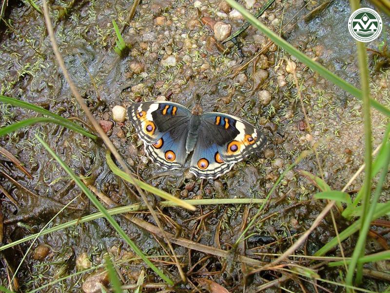 Junonia orithya