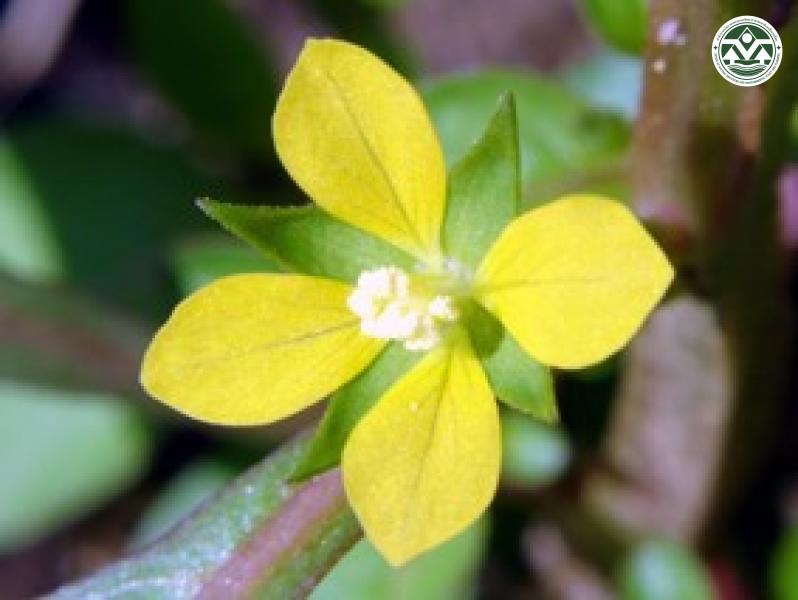 Jussiaea linifolia