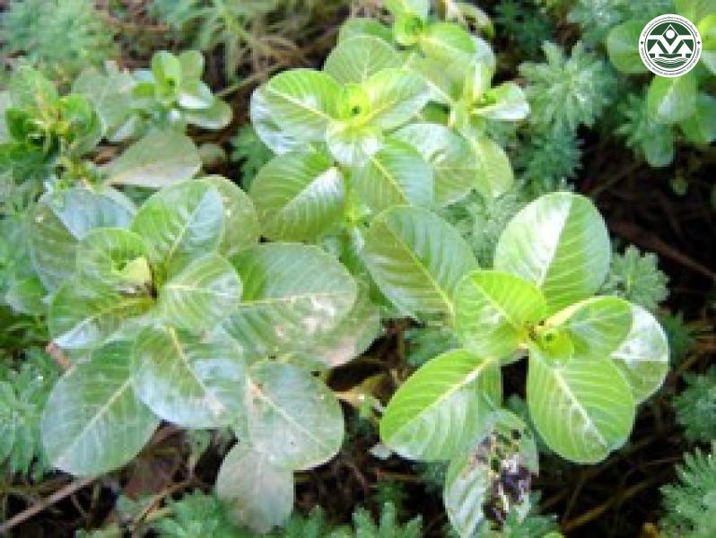 Jussiaea repens