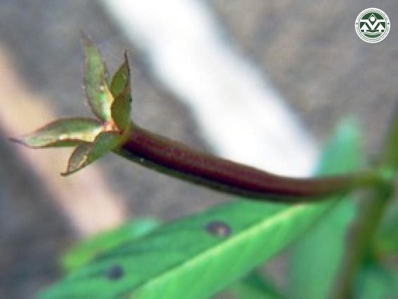 Jussiaea suffruticosa
