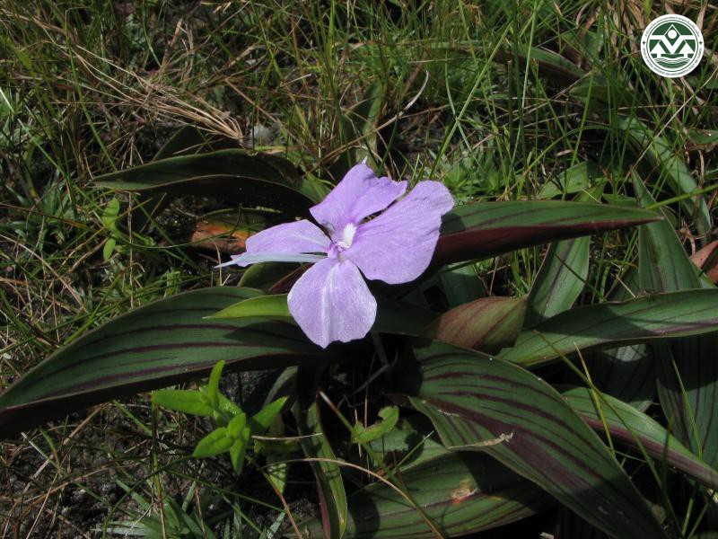 Kaempferia larsenii
