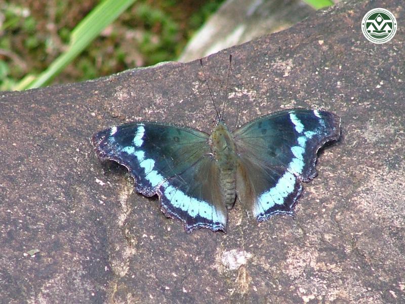Kaniska canace