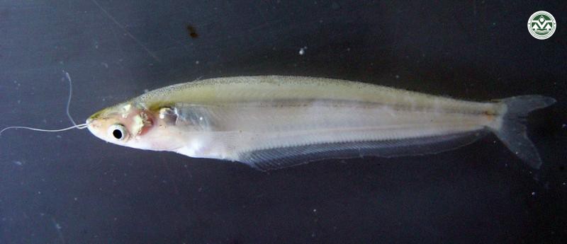 Kryptopterus cryptopterus