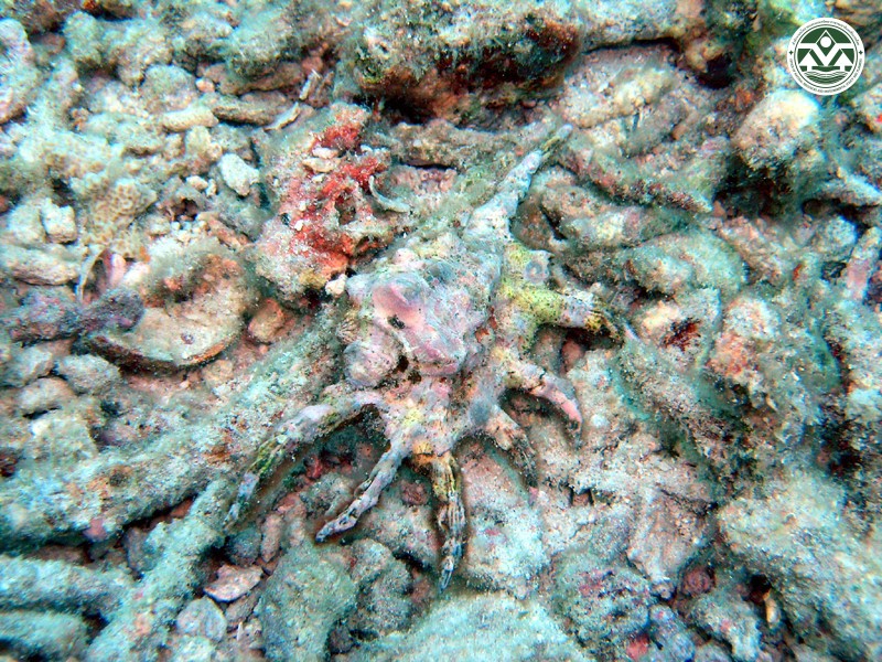 Lambis scorpius
