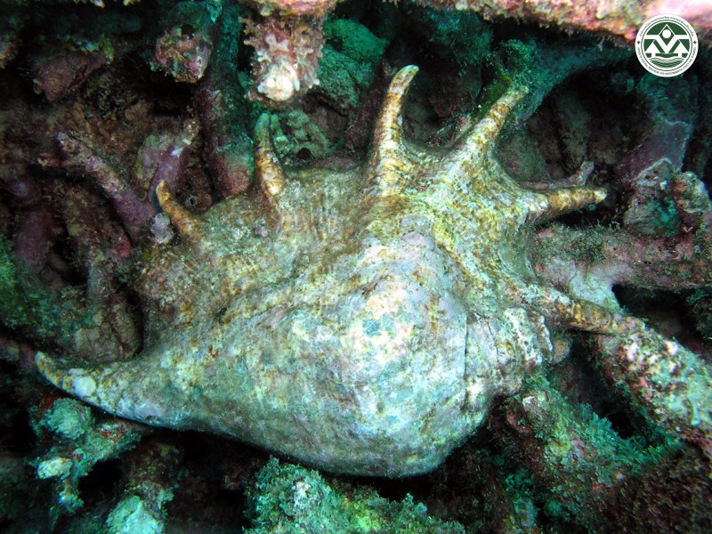 Lambis truncata