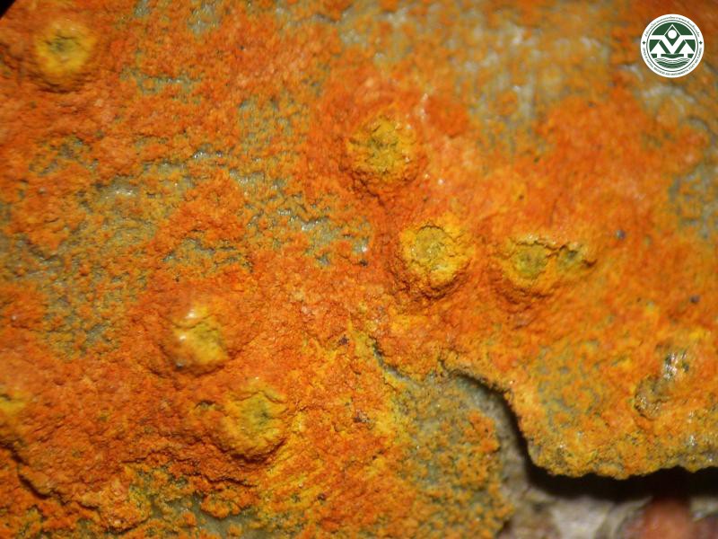 Laurera benguelensis