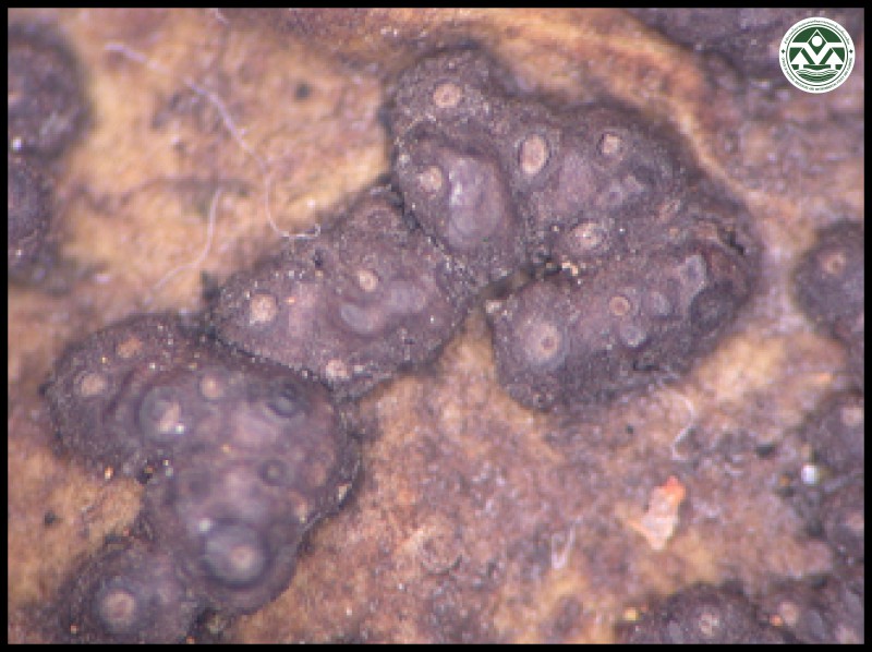 Laurera madreporiformis