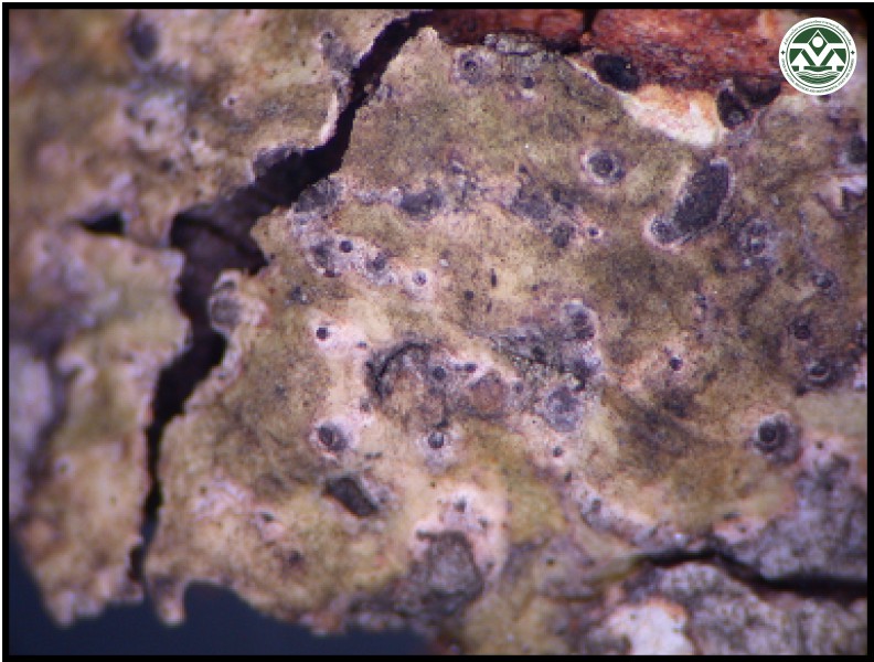 Laurera megasperma