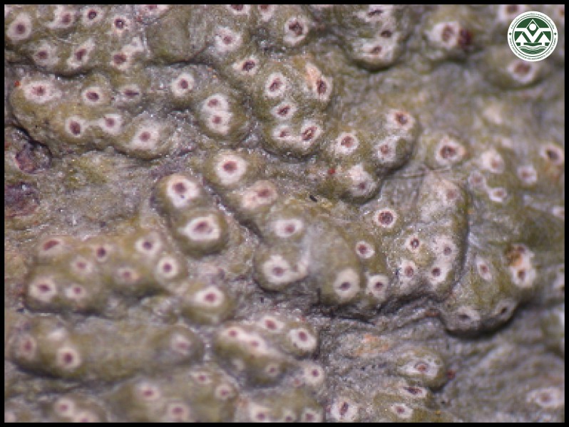 Laurera meristosporoides