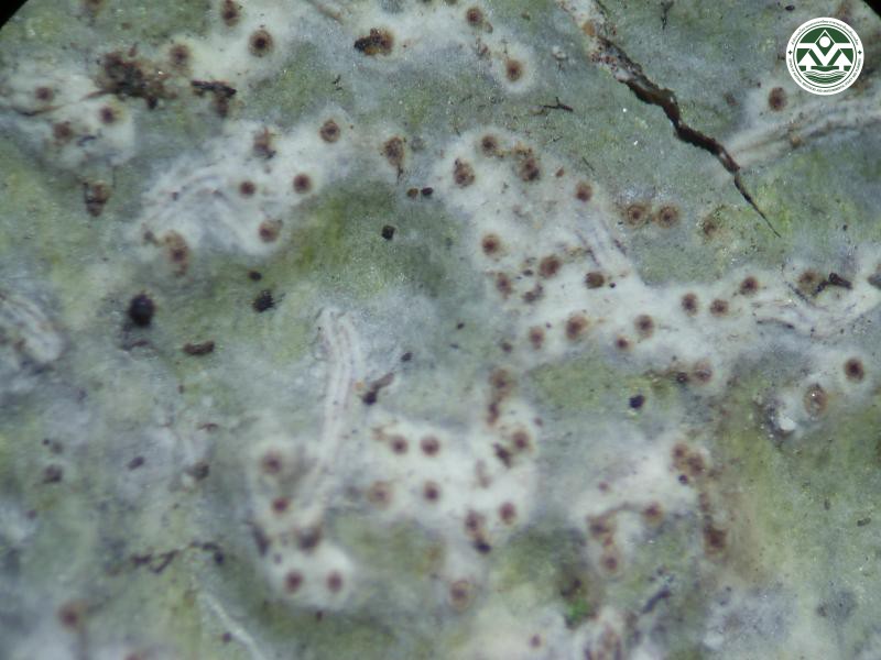 Laurera subphaerioides