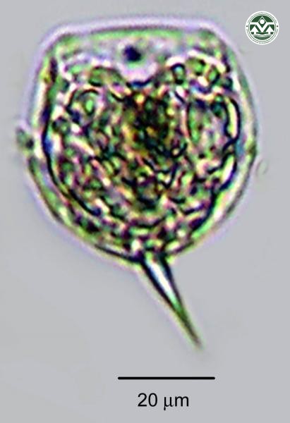 Lecane pyriformis