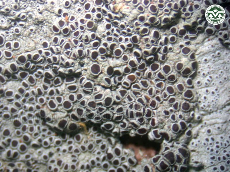 Lecanora campestris