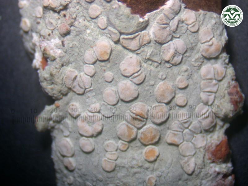 Lecanora carpinea