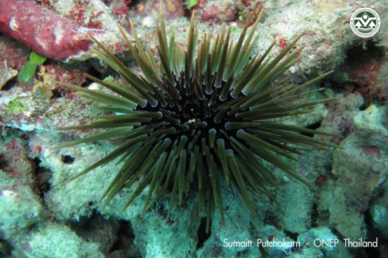 Echinometra mathaei