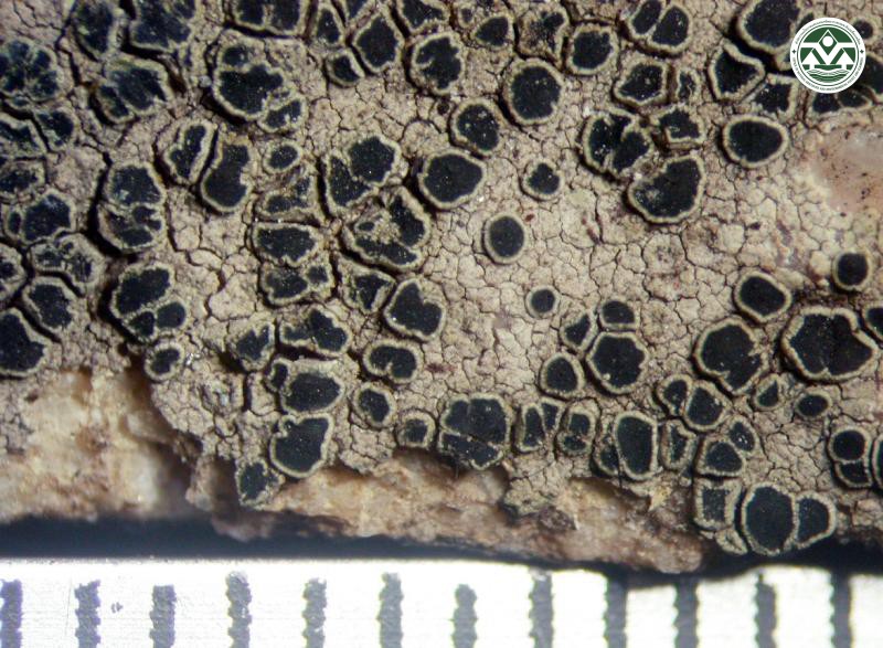 Lecanora marginata