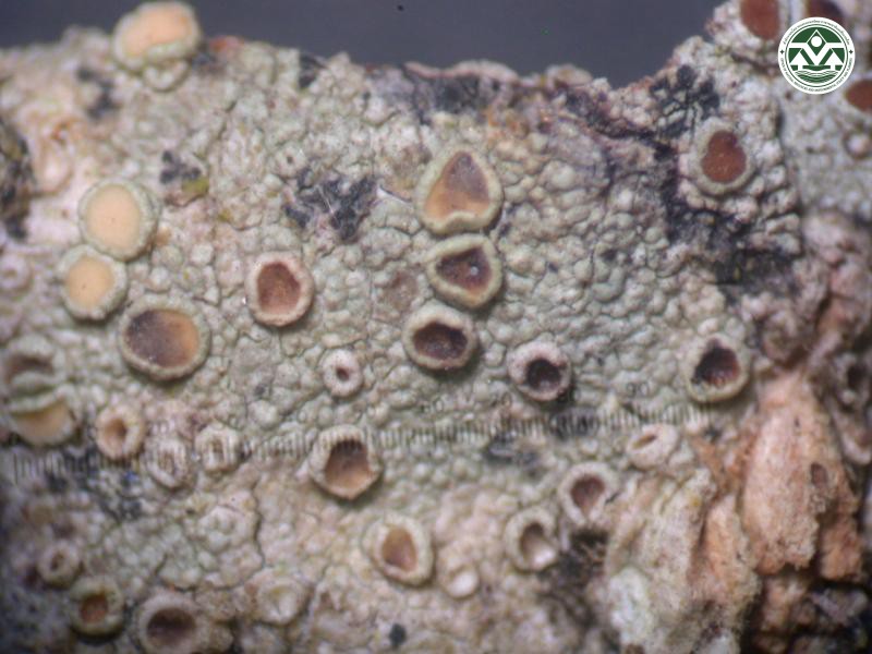 Lecanora polytropa