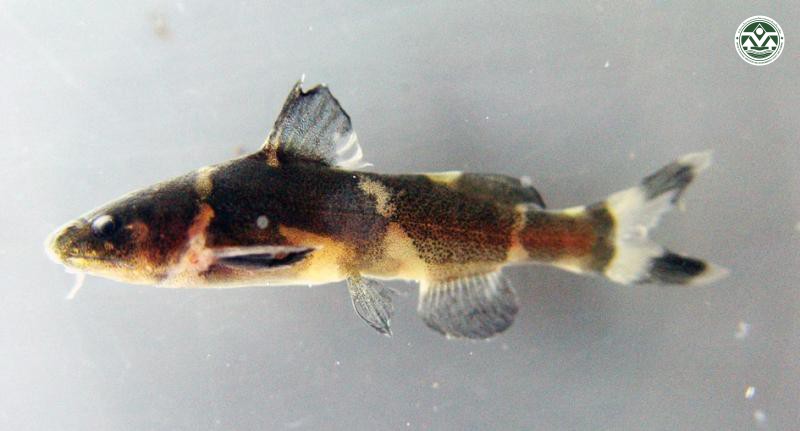 Leiocassis siamensis