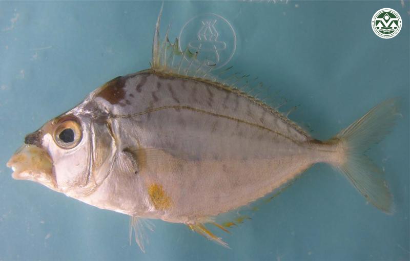 Leiognathus decorus