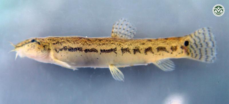 Lepidocephalichthy hasselti
