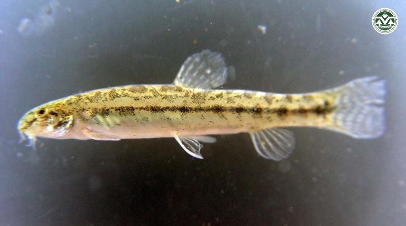 Lepidocephalicthys berdmorei