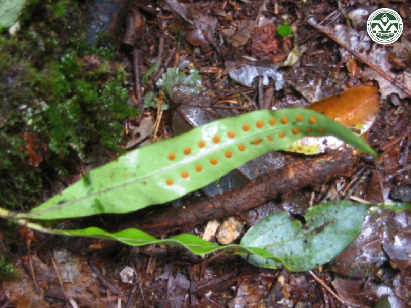 Lepisorus bicolor