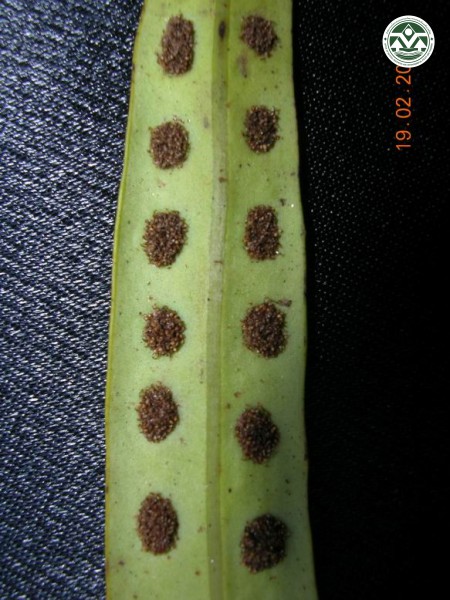 Lepisorus contortus