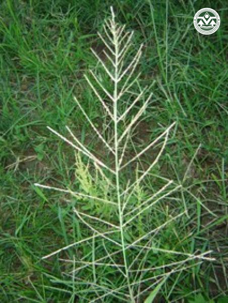 Leptochloa chinensis