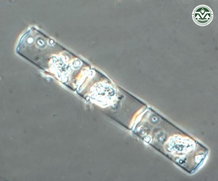 Leptocylindrus danicus