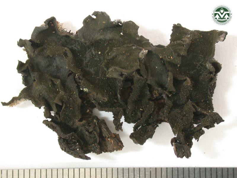 Leptogium asiaticum