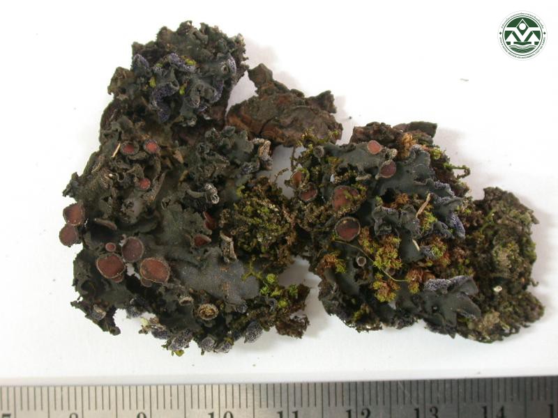 Leptogium askotense
