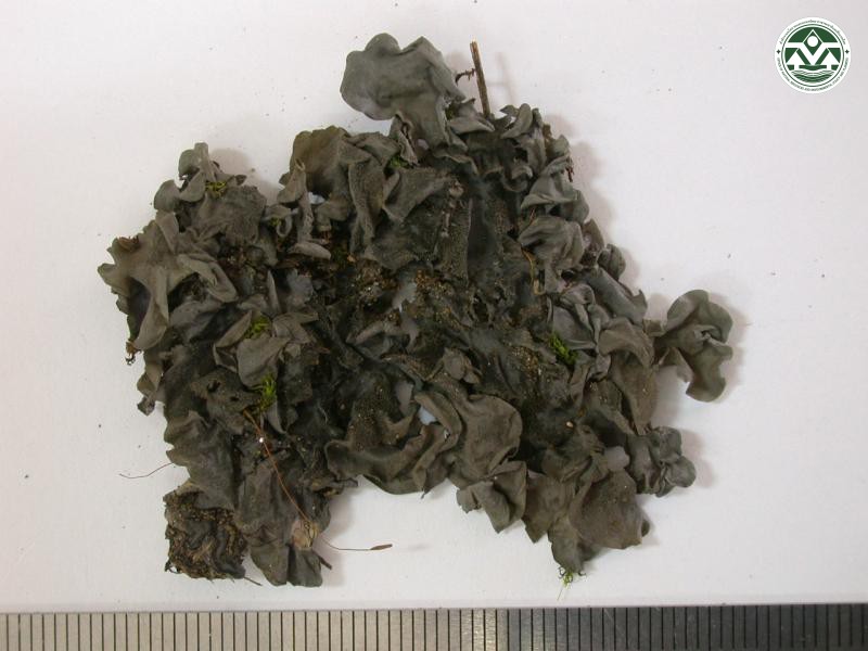 Leptogium cyanescens