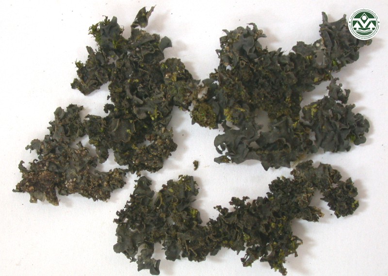 Leptogium denticulatum