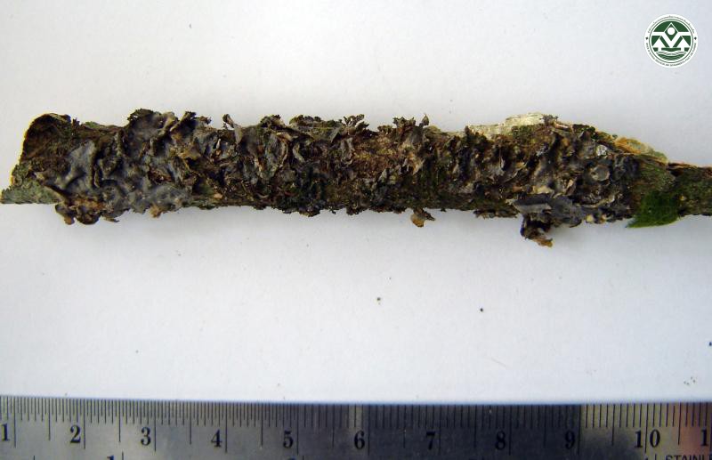 Leptogium marginellum