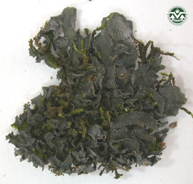 Leptogium propaguliferum