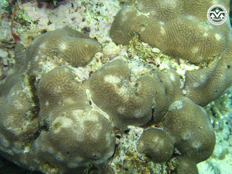 Leptoria phrygia