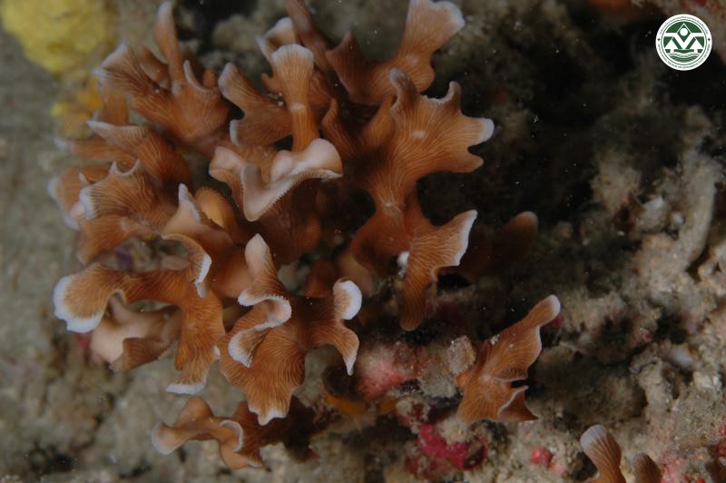 Leptoseris gardineri